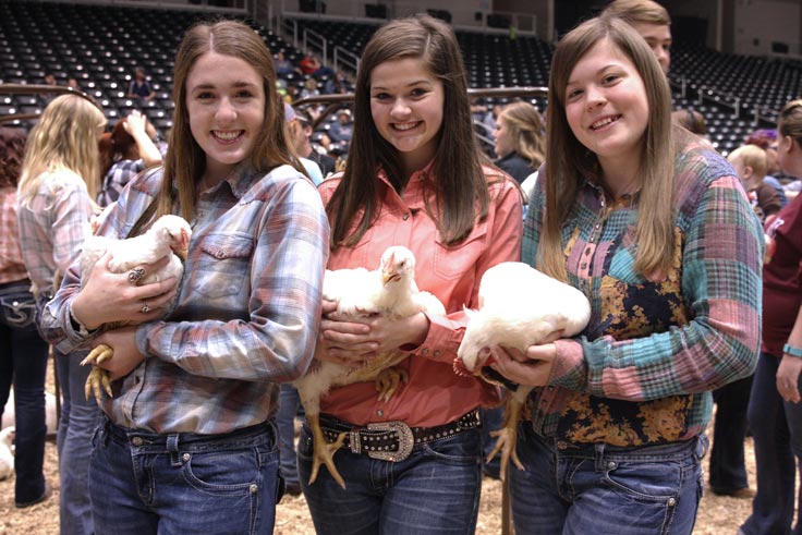 Three students holding chickens the Livestock Show.